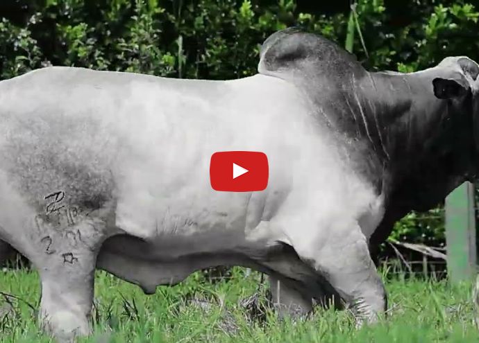 VÍDEO: REM OCTANE FIV GEN.ADT (Nelore PO)