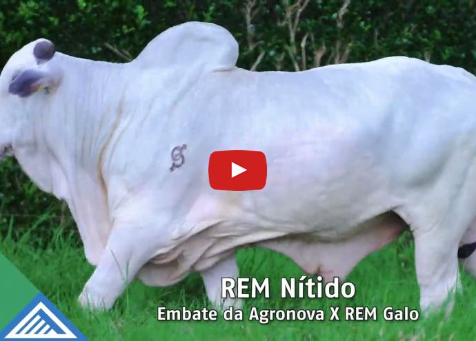 VÍDEO: REM NÍTIDO FIV GENETICA ADITIVA (Nelore PO)