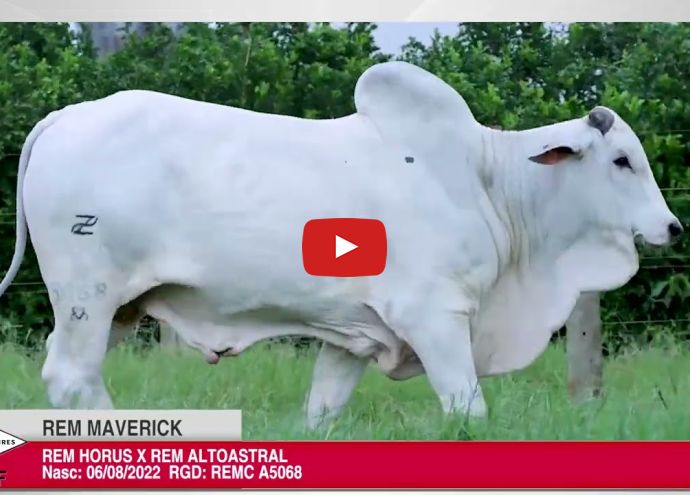VÍDEO: REM MAVERICK GENÉTICA ADITIVA (Nelore PO)