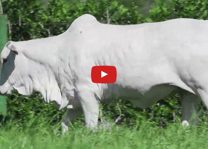 VÍDEO: REM238O FIV GENETICA ADI (Nelore PO)