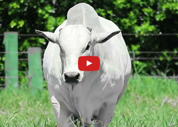 VÍDEO: REM ORIGINAL FIV GEN.ADT (Nelore PO)