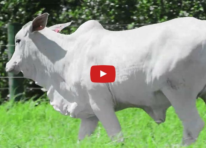 VÍDEO: REM7017O GENETICA ADITIV (Nelore PO)