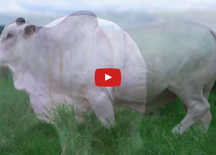 VÍDEO: REM NAVEGANTE FIV GENETICA ADITIVA (Nelore PO)