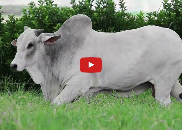 VÍDEO: REM NAVEGANTE FIV GENETICA ADITIVA (Nelore PO)