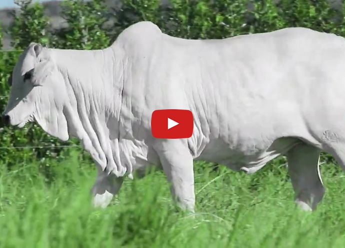 VÍDEO: REM2938O FIV GENETICA AD (Nelore PO)